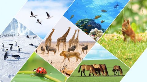 Deus traçou limites para os vários pássaros e animais, peixes, insetos e todas as plantas